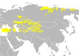 زبان ترکی چندمین زبان دنیاست